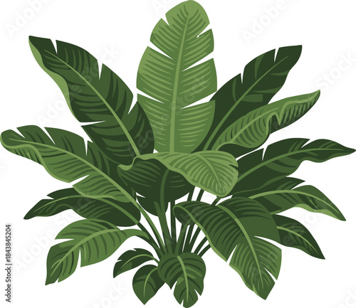 A vibrant cluster of lush green banana leaves displayed against a plain white backdrop