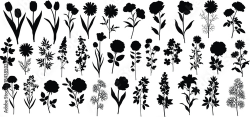 Botanical flower silhouettes collection isolated on white background, wildflowers and garden plants black vector set for decorative design use