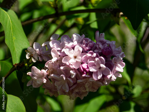 Blooming lilac flowers of syringa vulgaris blooming in summer garden