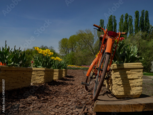 orange bicycle parked near a park with tulips. concept of outdoor walking, healthy lifestyle, coming of spring