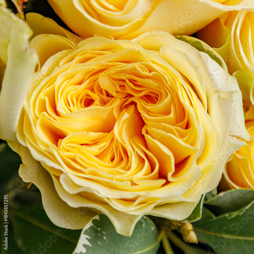 Yellow garden rose close up with layered petals