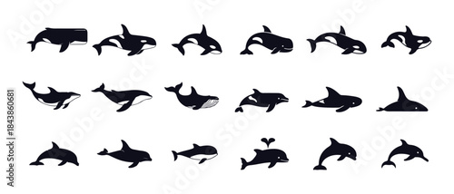 Set of dolphin and orca silhouettes collection of black whale icons marine mammal swimming in ocean graphic poses