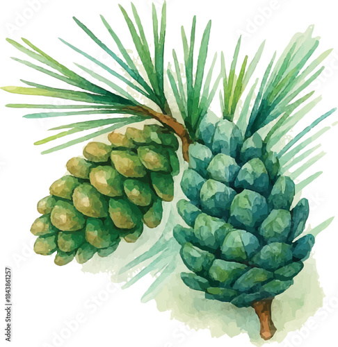 Watercolor two green pine cones with needles branch, Christmas pinecone pair clipart holiday illustration