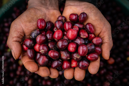 handful of ripe coffee cherries