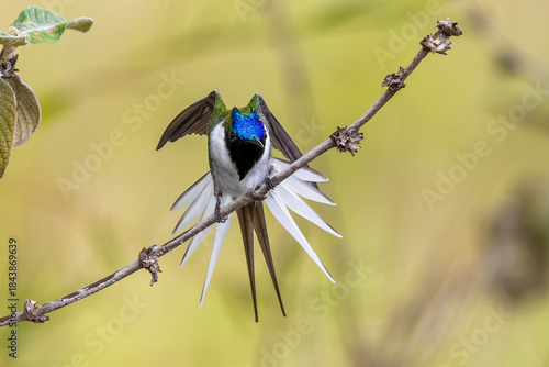 Horned sungem  on branch