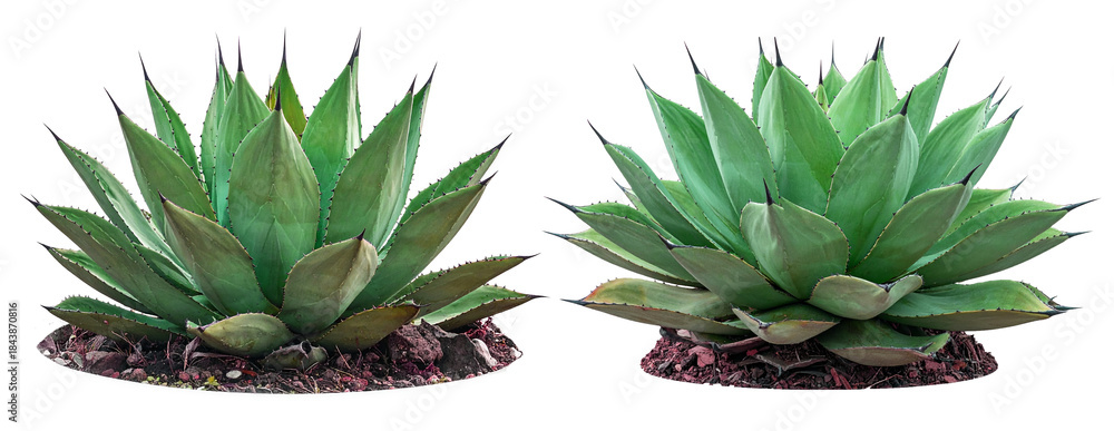 Fototapeta premium Aloe vera plants isolated on transparent background. 