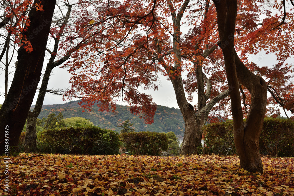 Φωτογραφία 大覚寺　大沢池のモミジと落葉(京都市右京区)
