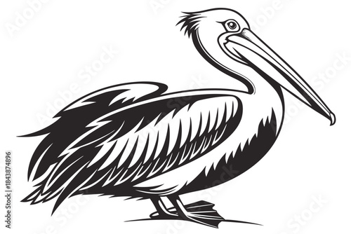 Black and White Pelican Vector Illustration