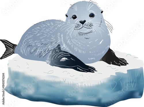 seal on blue ice illustration