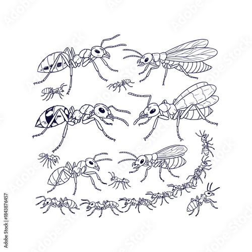 Macro Insect Detailed Vector Illustration of Tiny Ants and Termites Wildlife Pests