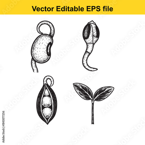  Illustrations of plant seeds and sprouts