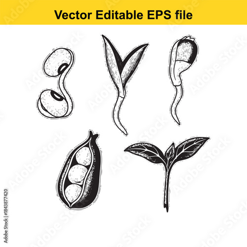  Illustration of plant seed germination stages