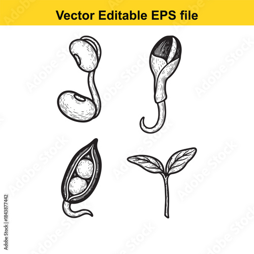  Illustrations of seed germination stages
