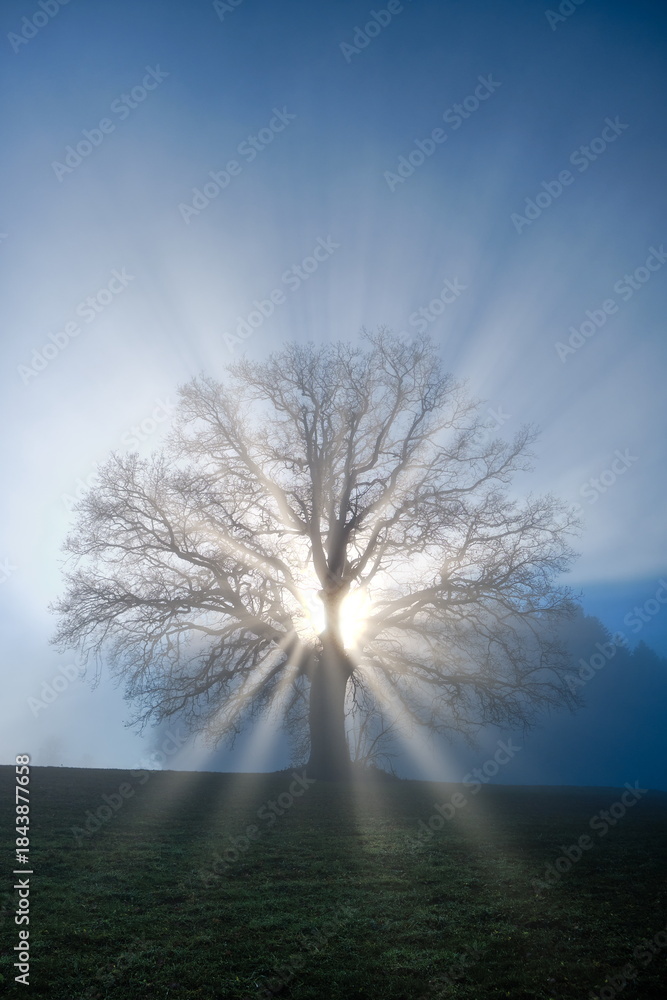 Fototapeta premium Baum ohne Blätter im Winter mit Sonnenstrahlen im Nebel
