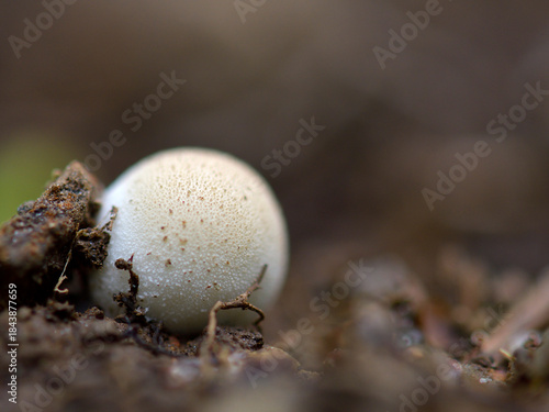 young champignon