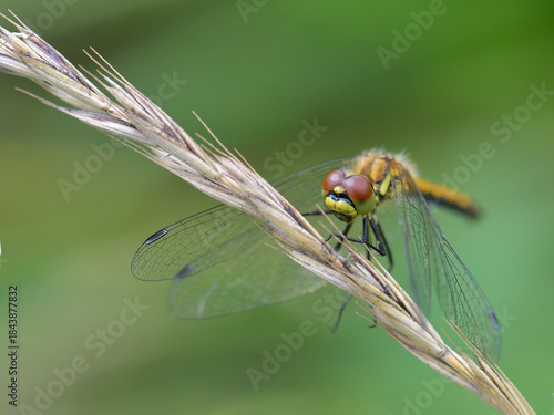 dragonfly on a spikelet