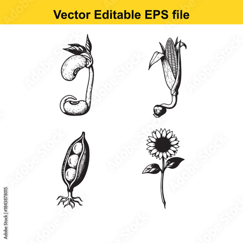  Illustrations of various plant seeds and a sunflower