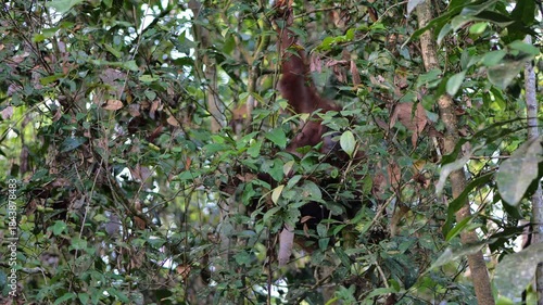 Orangutan behind trees. Bornean Orangutan, Pongo pygmaeus in Latin name, semi wild orangutan in Nature Reserve in Kuching, Sarawak, Malaysia