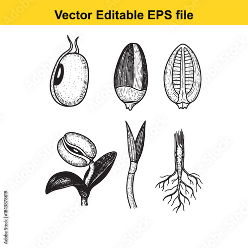  Stages of plant germination