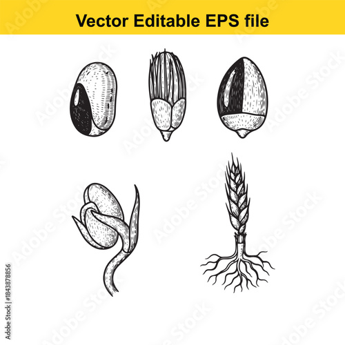  Stages of seed germination
