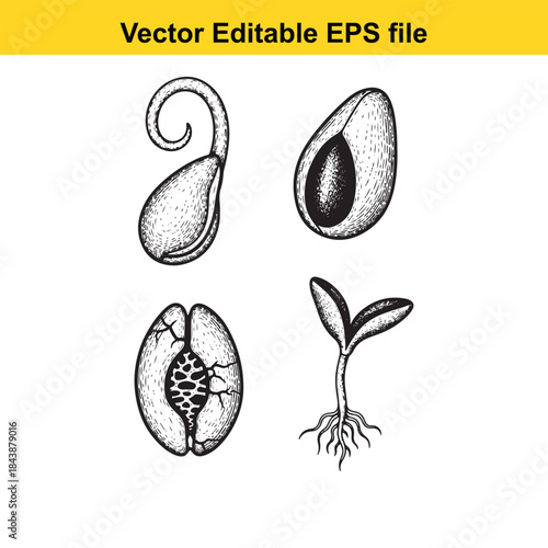  Illustration of seed development stages