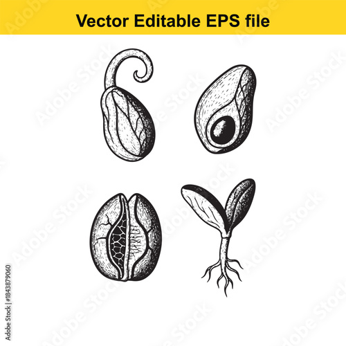  Stages of seed growth