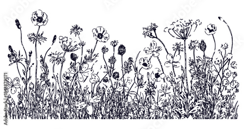 Elegant hand-drawn botanical border featuring wildflowers and meadow plants on a clean white backdrop