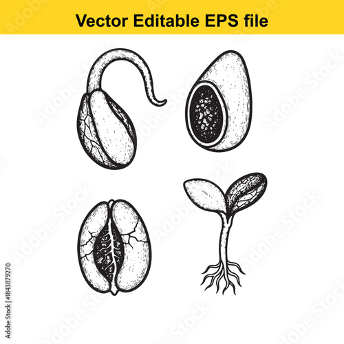  Stages of seed growth
