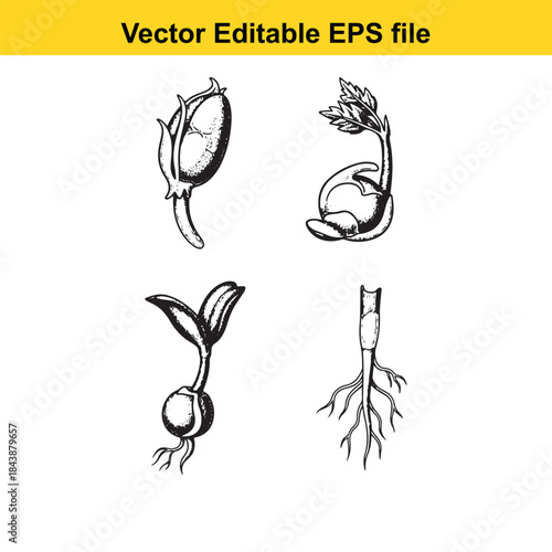  Stages of plant germination
