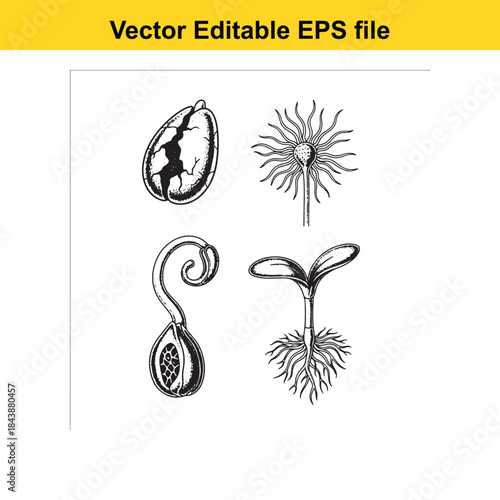  Stages of plant growth illustrated
