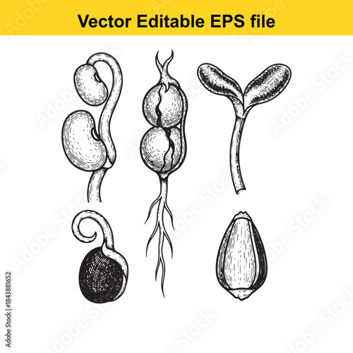 Stages of plant germination