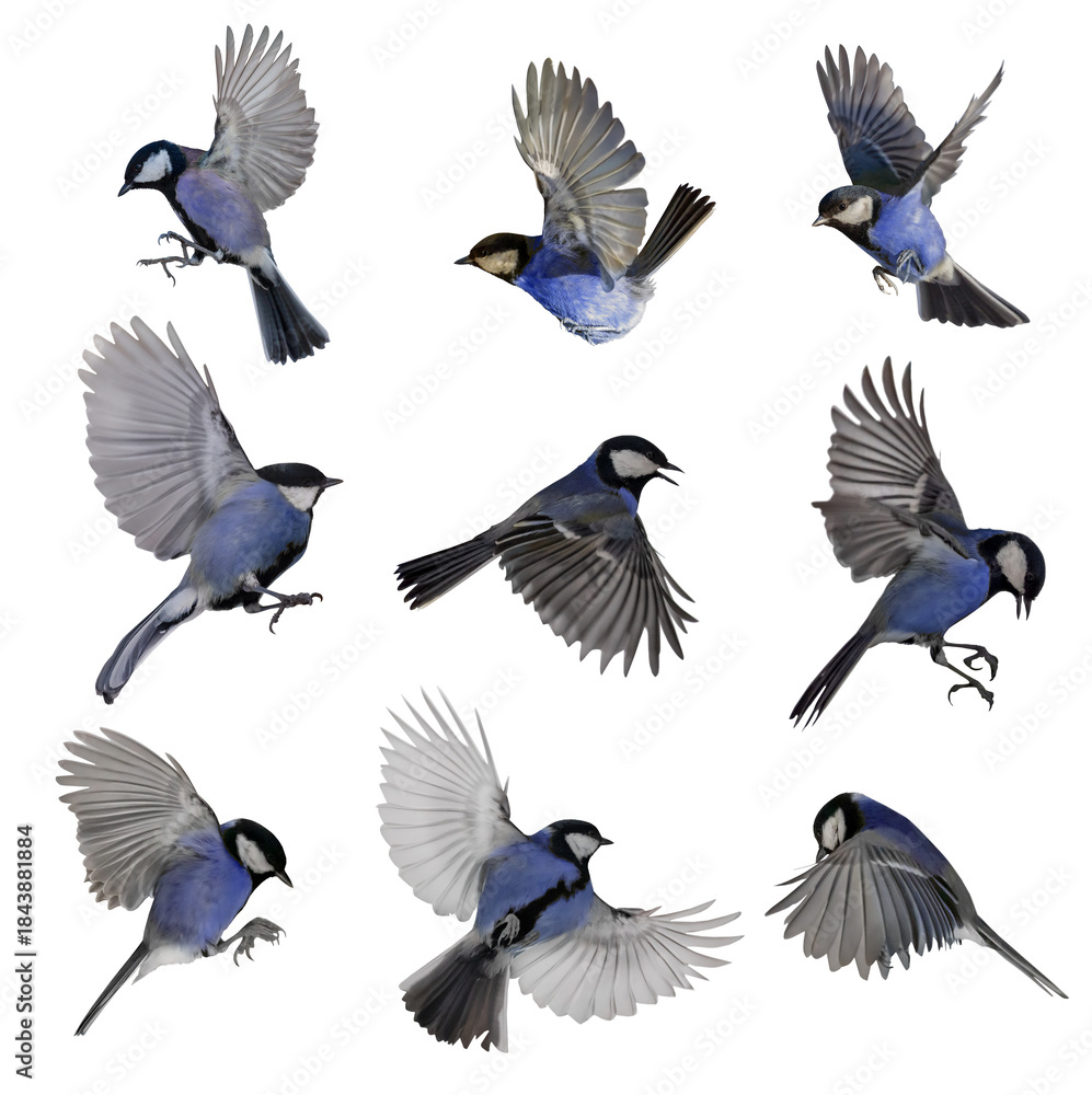 Obraz premium nine blue tits in flight with open wings