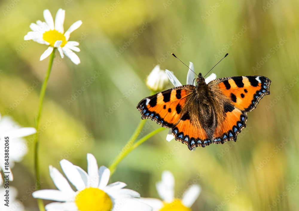 Obraz premium butterfly on flower
