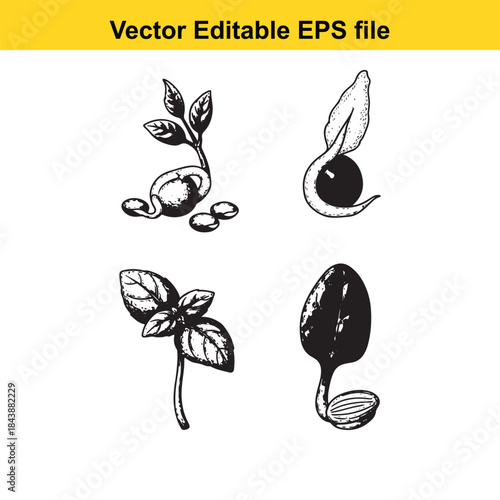  Illustrations of plant germination stages