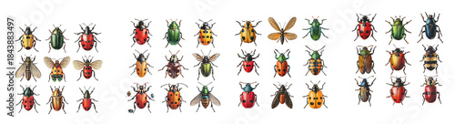 a vibrant collection of illustrated beetles and insects in various colors and forms ideal for design projects on transparent background