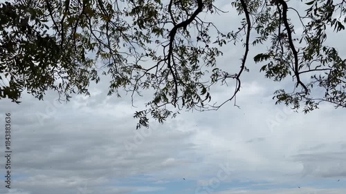 Leaves falling in fall 