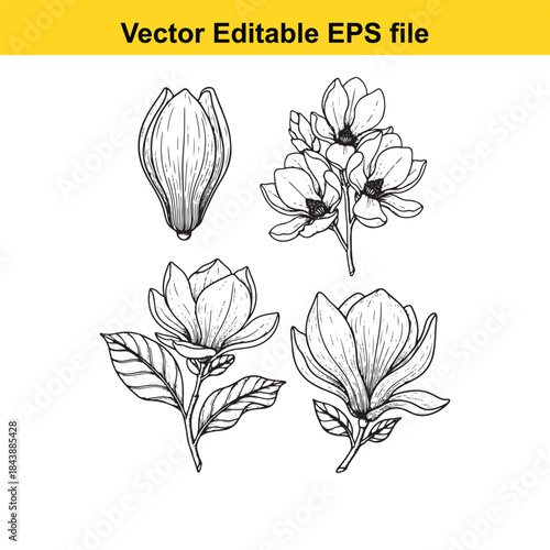  Illustrated magnolia flowers