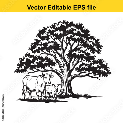  Cow and calf under a large tree