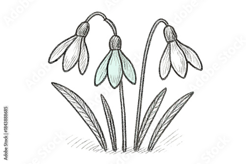 Hand-drawn snowdrops with sketch style and delicate details