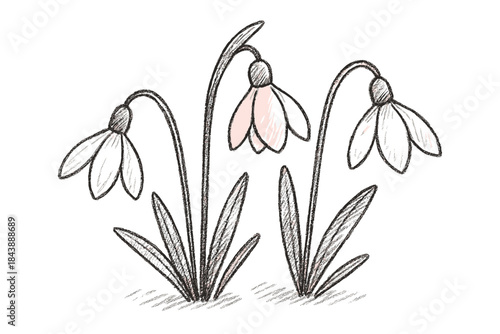Hand-drawn sketch of snowdrops with pink accent on white background