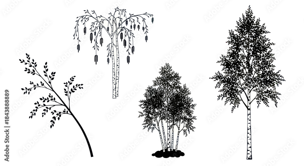 Fototapeta premium Set of black and white birch tree and branch illustrations