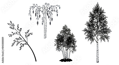 Set of black and white birch tree and branch illustrations