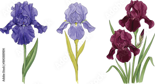 Iris flower botanical illustration, colorful floral art, detailed petal design, nature study reference, cad drawing flat vector illustration
