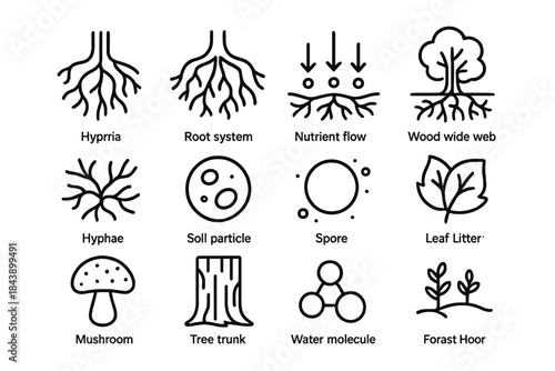 Underground Symbiosis Icons. Line style icons of Underground Symbiosis: Mycorrhiza, Root System, Nutrient Flow, Wood Wide Web;
