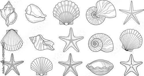 Black and white illustration of various seashells and starfish on white background