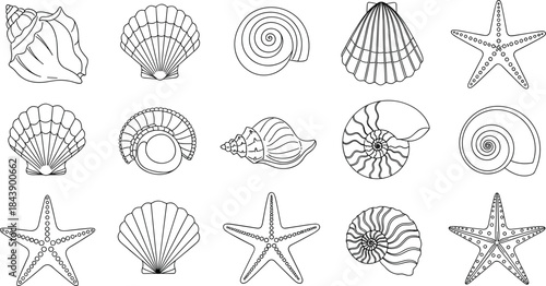 Black and white line drawings of various seashells and starfish on white background