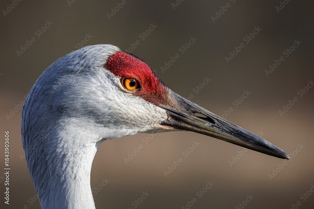 Fototapeta premium Sandhill crane