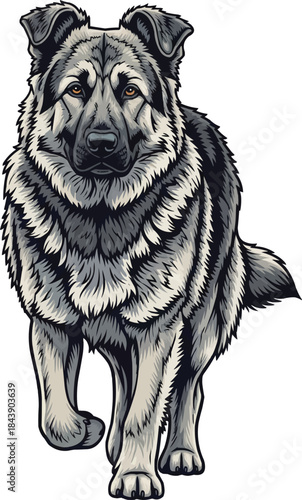 Karst Shepherd dog running forward focused movement