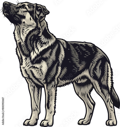 Karst Shepherd dog standing looking up air scenting pose
