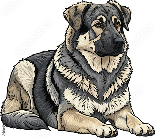 Karst Shepherd dog lying down relaxed alert looking away